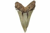 Large Serrated Angustidens Tooth - Megalodon Ancestor #313839-1
